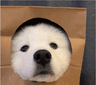 yang
