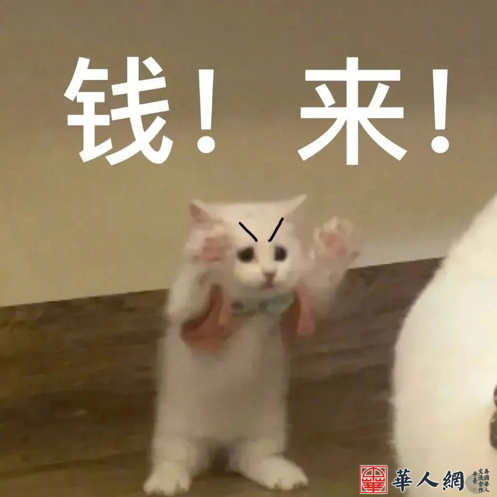 发财猫猫表情包_1_哈喽_来自小红书网页版.jpg