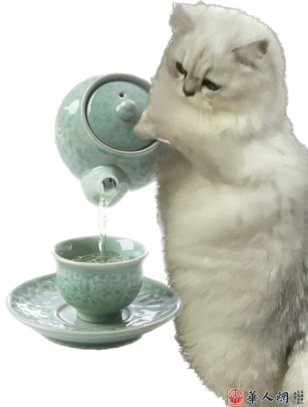 猫猫请你喝茶_1_猫猫吃成猪猪_来自小红书网页版.jpg