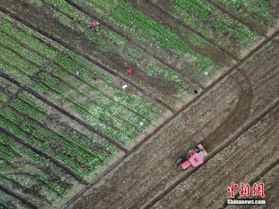 新冠肺炎疫情下的中国“菜篮子”如何稳产保供？