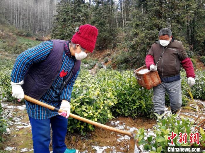 安徽省黄山市徽州区呈坎镇呈坎村贫困户在打理自家茶园。　王毅珏 摄