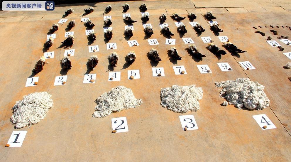 触目惊心！云南破获特大非法猎捕珍贵、濒危野生动物案