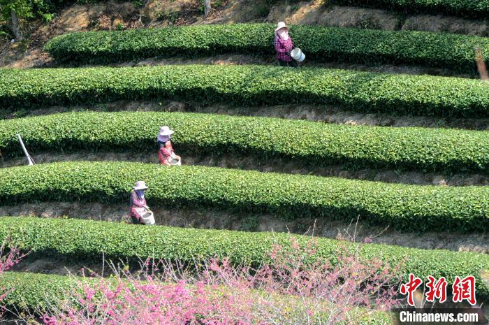 “大陆的阿里山”台农台商：武汉大学的樱花开了吗？