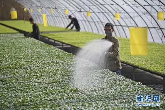 新华网评：不“闹”的春耕里憋着越挫越勇的劲