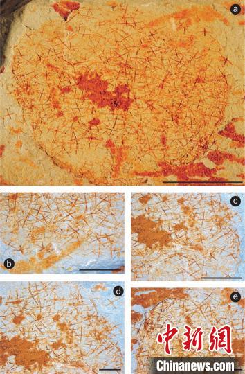 中国古生物学家发现距今最早的花骨海绵类化石