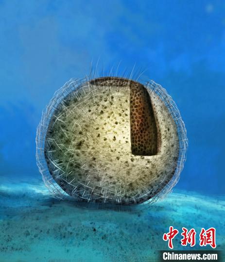 中国古花骨海绵复原图。南古所供图
