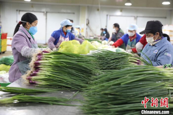 广州南沙每日可供新鲜蔬菜逾四百吨至大湾区城市