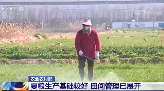 农业农村部 ：夏粮生产基础较好 田间管理已展开
