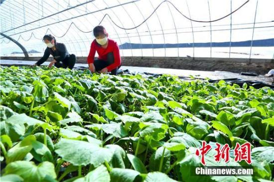 两部门：农业生产发展资金将向疫情防控重点地区倾斜
