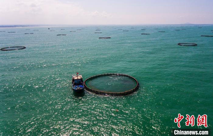 海南省临高县深海网箱基地已成为富民基地。　骆云飞 摄