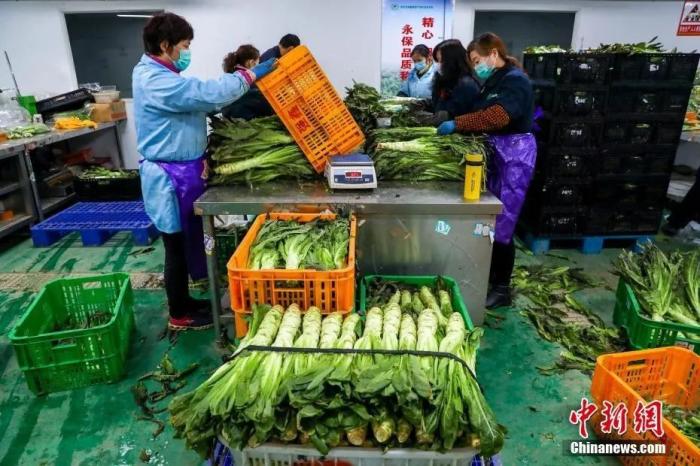 资料图：2月18日，在武汉市东西湖区的强鑫蔬菜产销专业合作社的蔬菜分拣中心，工作人员正在对运抵的新鲜蔬菜逐一进行称重包装。中新社记者 张畅 摄