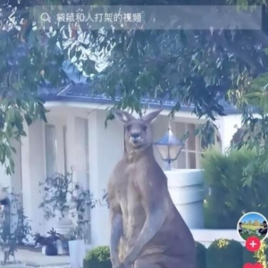 华人偶遇2米袋鼠，网友：“它光站在那里我就已经害怕了……”