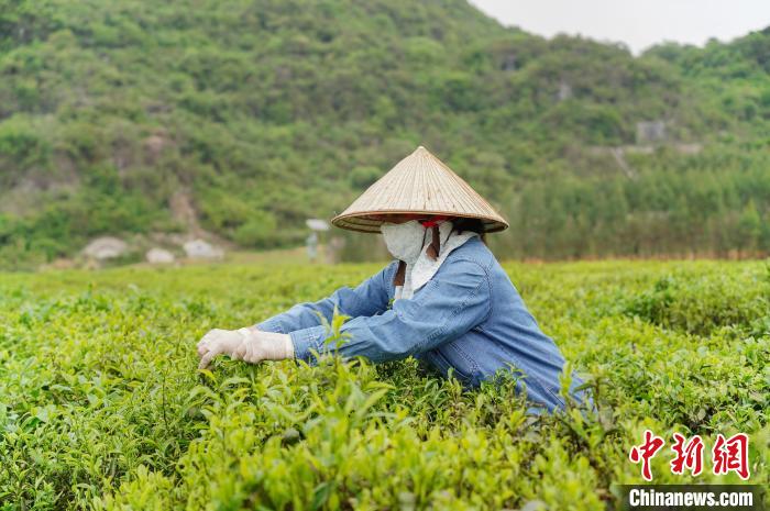 广西农场迎早春茶采摘 上千归侨侨眷捧起“金饭碗”