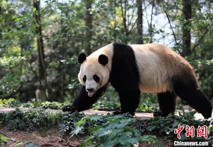 “行走中国·2023海外华文媒体高层川渝行”参访团走进中国大熊猫保护研究中心雅安基地。　王磊 摄