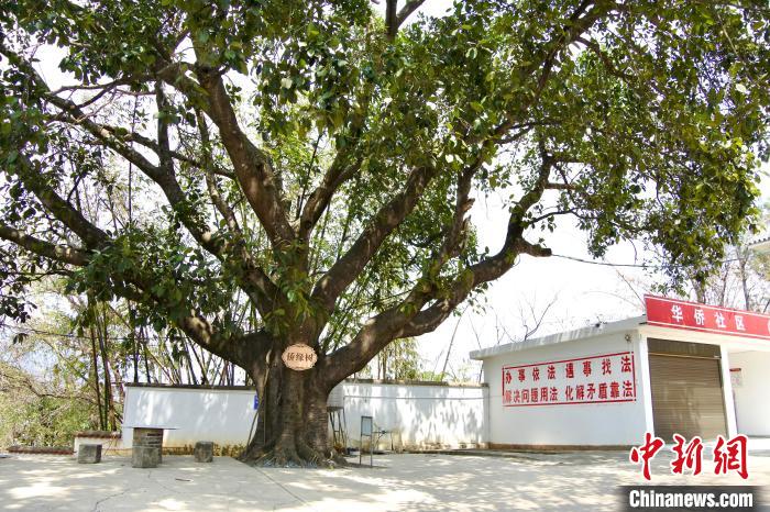 云南柯街华侨社区：“侨缘树”下蔬果飘香