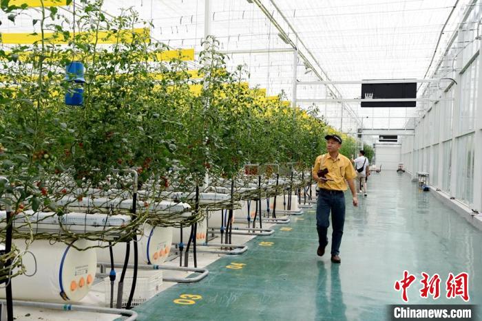 京东农业科技示范园的新品种西红柿令采访团一行赞不绝口。　朱志庚 摄
