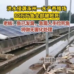 洪水侵袭涿州一水产养殖场，老板：近80万斤鱼死亡，急需人手收集死鱼，做无害化处理