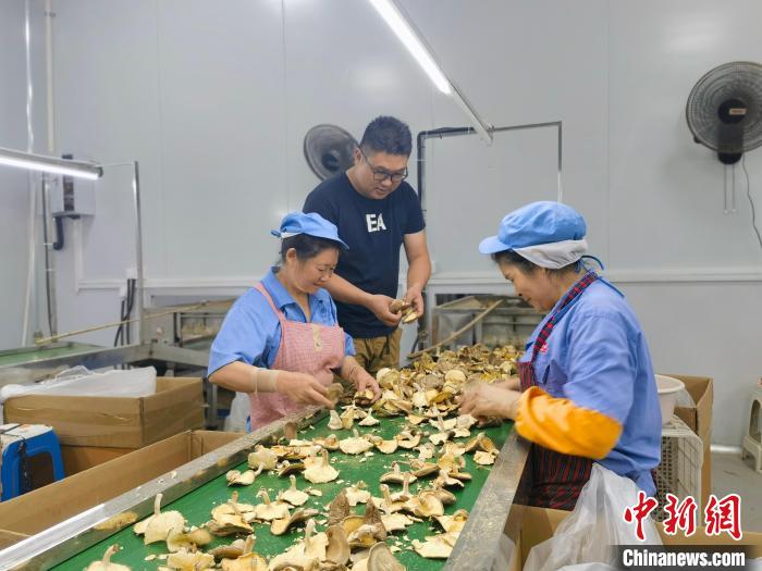 浓浓“菇乡情” “90后”侨界“新菇民”助推香菇产业发展
