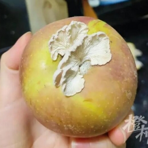 果长出大蘑菇 中科院专家千里求购 女子将其赠送给植物研究院