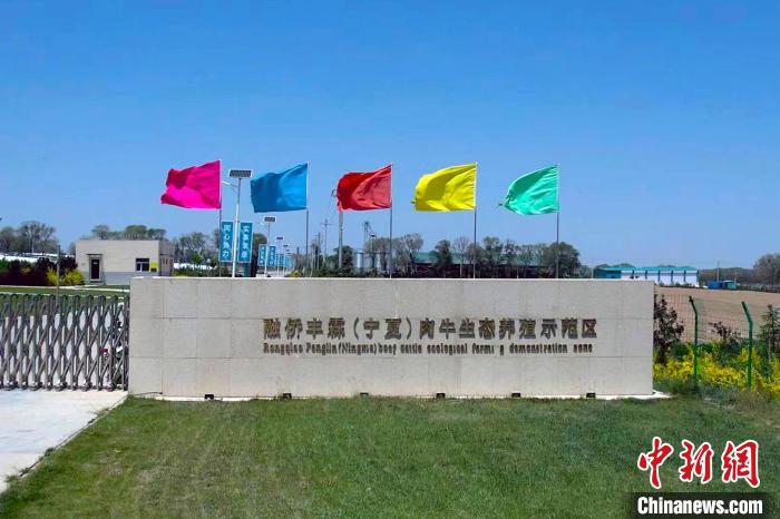 侨企扎根宁夏固原：闽宁“山海情” 赋能“牛经济”