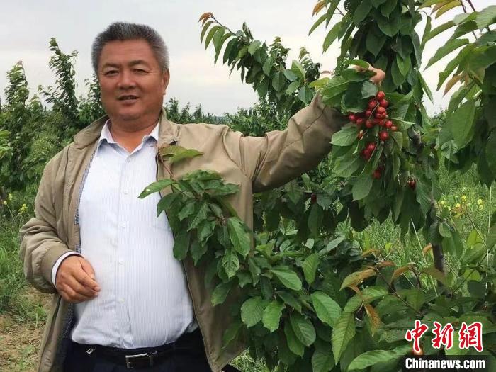 塔吉克斯坦侨商康忠玉：雪山脚下种出一片樱桃园