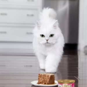 Purina one plus猫粮怎么样
