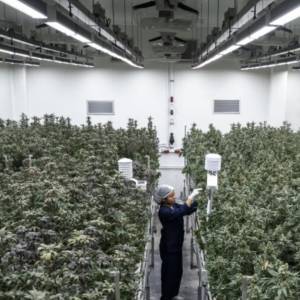 泰国出台新法规监管大麻