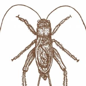 Are Crickets Good Luck? Discover the Myths and Beliefs Surrounding These Fascinating Creatures