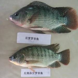 侧鱼是罗非鱼吗？