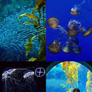 洛杉矶动物园和水族馆 一天内能去吗？