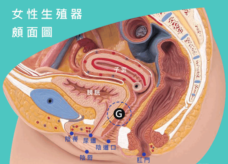带你认识女性的敏感点--A点G点U点C点及K点