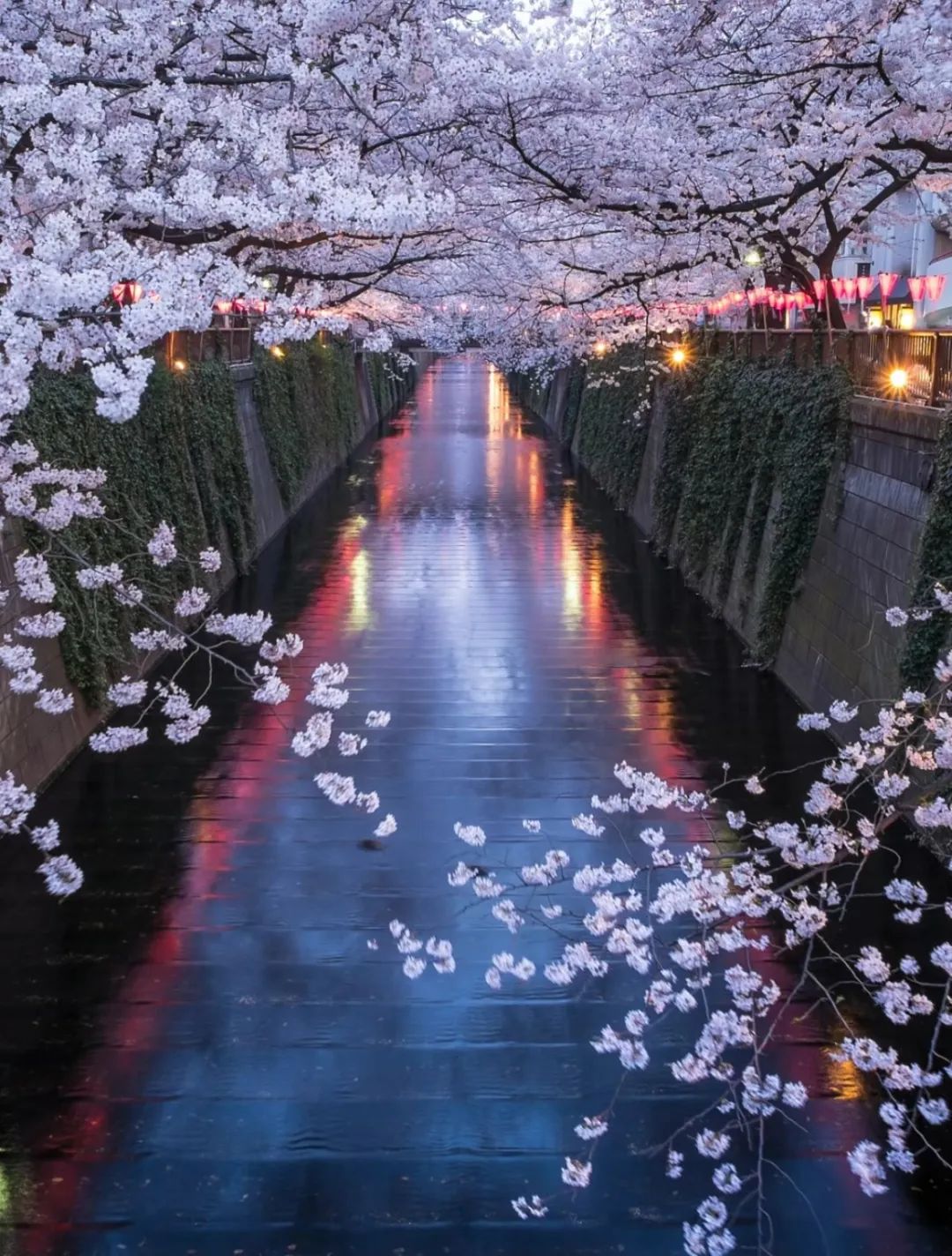 日本春季樱花之旅：邂逅春日限定浪漫